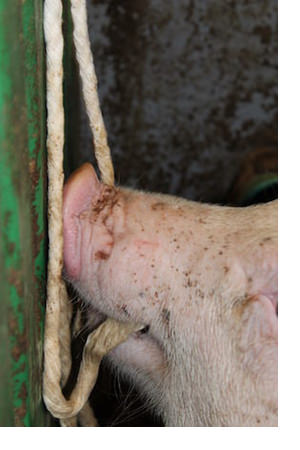 First Ever Antibiotic Test Of Pig Meat Using Saliva