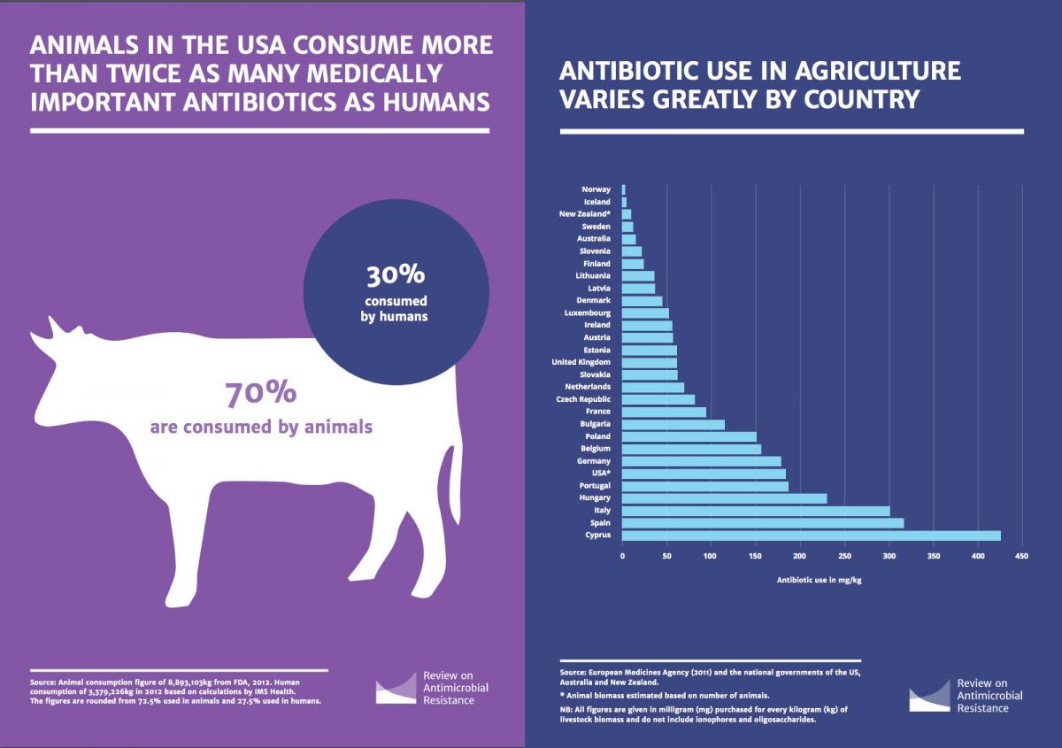 Are There Any Antibiotics In Your Milk